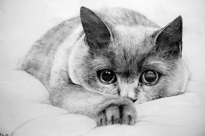 Chihuahua Hund Handgezeichnete Linie Kunst Vektor Zeichnung Schwarz Und  Weiß Stock-Vektorgrafik von ©svetomircomua 649854676