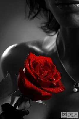 Фотообои \"Черно-белое фото девушки с красной розой\" - Арт. 070222 | Купить  в интернет-магазине Уютная стена
