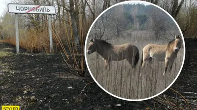 Пожар в Чернобыле - животные вернулись в зону отчуждения, видео | Стайлер