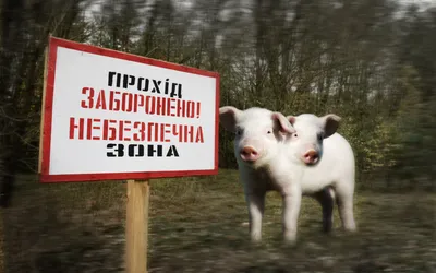 В Чернобыле показали кабанов, являющихся одомашненными животными - Pets