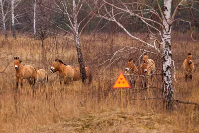 В весеннем Чернобыле заметили лошадей Пржевальского: невероятные фото - МЕТА