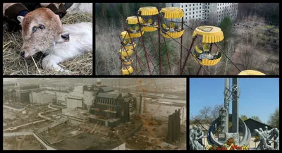 В Чернобыле сняли на видео жуткого мутанта | DonPress.com