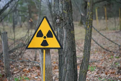 Чернобыльские лошади Пржевальского — Экскурсии с Chernobyl Zone