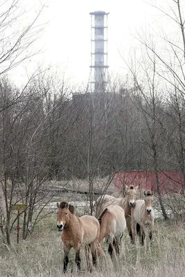 Чернобыль Животные Мутанты - 66 фото