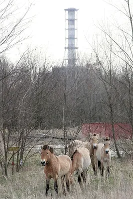 Чернобыль картинки животных 79 фото