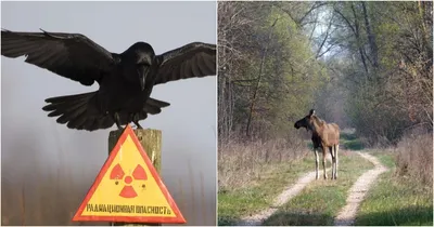 Живое наследие Чернобыля: как радиация повлияла на животных