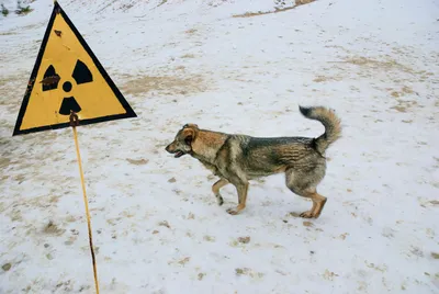 Геном одичавших собак из зоны отчуждения Чернобыльской АЭС приобрел  заметную уникальную структуру | Атомная энергия 2.0