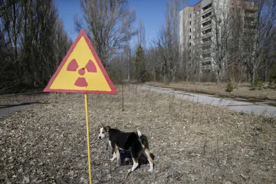 Чернобыль: как спасают собак в зоне отчуждения - BBC News Русская служба