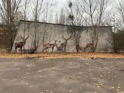 Одичавшие коровы в Чернобыльской зоне начали вести себя как дикие предки.  #PNвидео | By PostNews | Facebook