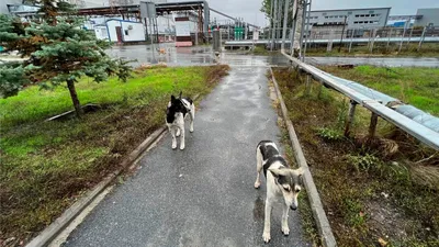 ФОТО | Животные Чернобыля. Как им живется в зоне отчуждения в наши дни -  Turist