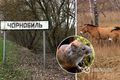 Животные Чернобыля на кадрах скрытой камеры