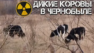Необычные фото животных в Чернобыле показали в заповеднике | РБК Украина