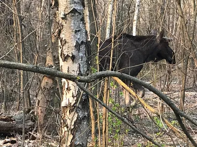 Чернобыльские звери, которые попали в мой объектив. Милые звери или  мутанты? | Исследователь Войтек | Дзен