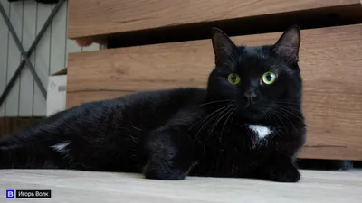 Черные кошки фото картинки