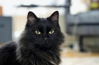 5 самых красивых пород черных кошек | КотоВедение | Дзен