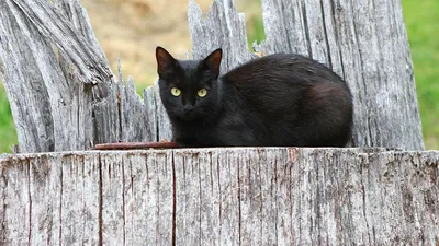 Черные кошки: мифы, предрассудки и наука | Beautiful cats, Cats, Pretty cats