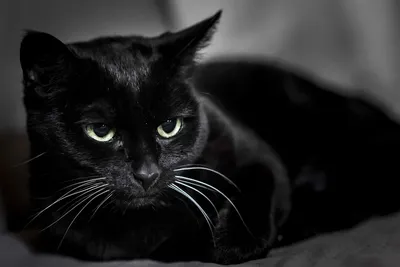 Черные кошки: развеиваем мифы и смотрим фото | WMJ.ru