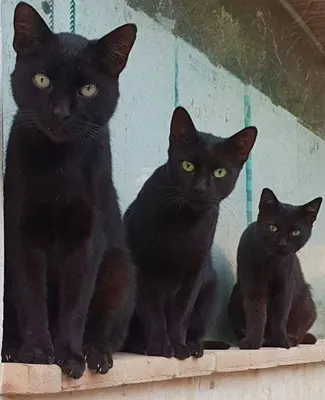 очаровательные чёрные кошки с широко открытыми желтыми глазами Стоковое  Фото - изображение насчитывающей желтый, интенсивно: 234458774