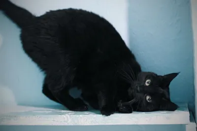Чёрные кошки - объект суеверий различных народов. ... - Без кота и жизнь не  та , №2174925417 | Фотострана – cайт знакомств, развлечений и игр