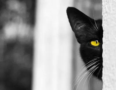 Три черных кота | Кот, Рисовать, Картины