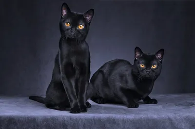 Мифы о черных кошках, которые давно пора развеять - Питомцы Mail.ru