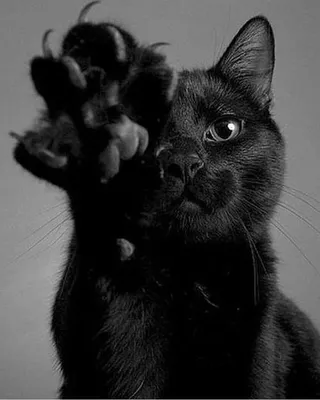 Черные кошки из приюта: 50 грн. - Кошки Одесса на Olx