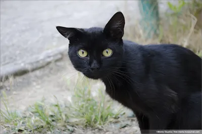 Фотографии кошка Черные кошки в городе Животные