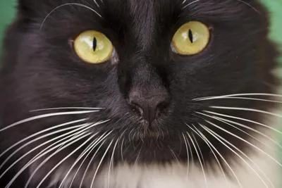 Черные кошки как предвестники удачи: рассказываем, где и в каких культурах  | ZOO CHANNEL | Дзен