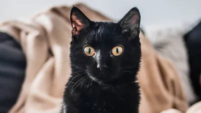 Международный день защиты черного кота: почему эти животные лучше, чем  принято считать