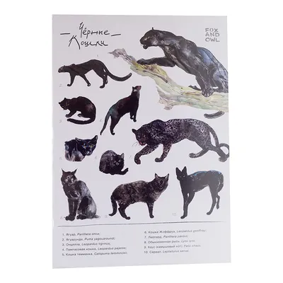 Наклейка Чёрные кошки 60х32 см купить недорого в интернет-магазине товаров  для декора Бауцентр