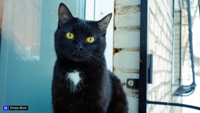 Почему черные кошки ассоциируются с Хэллоуином и неудачей - Афиша bigmir)net