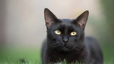 Черные кошки могут стать жертвами живодеров накануне Хэллоуина | Ямал-Медиа
