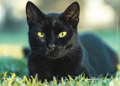 День черной кошки - ЗооМедВет