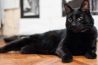 KLIMA Чёрные кошки (6 шт.) купить в Москве в зоомагазине, цены - Сами с  Усами