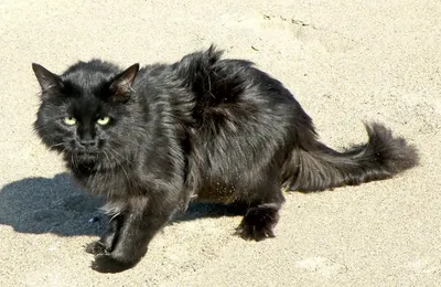 Наклейка Чёрные кошки 60х32 см купить недорого в интернет-магазине товаров  для декора Бауцентр