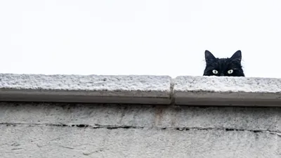 3 шт. металлические черные кошки со светоотражающими глазами, знаки на  Хэллоуин, двор, уличные украшения, статуи кошачьих силуэтов | AliExpress
