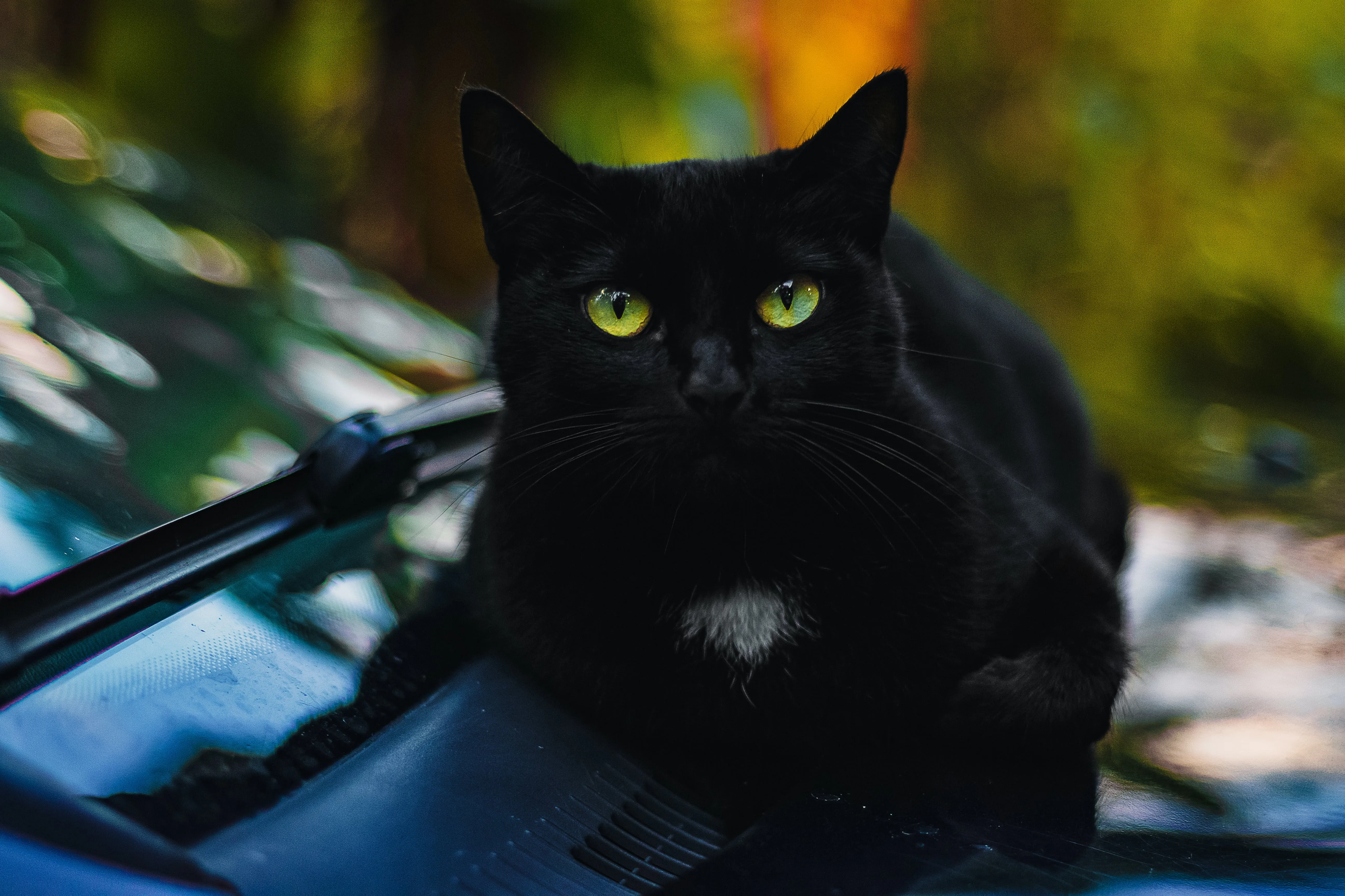 Черная кошка россия