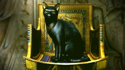 Породистые черные кошки - 67 фото