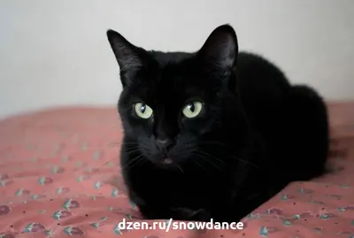 Маленькие чёрные кошки | Пикабу