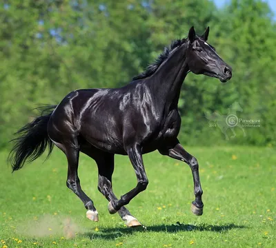 черные лошади стоковое изображение. изображение насчитывающей стременое -  3703573