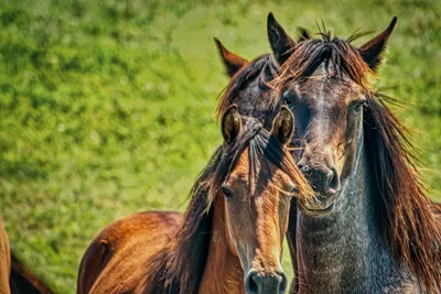 Фотографии Лошади черные животное