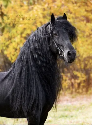 Черные лошади friesian стоковое фото. изображение насчитывающей любимчики -  46847352