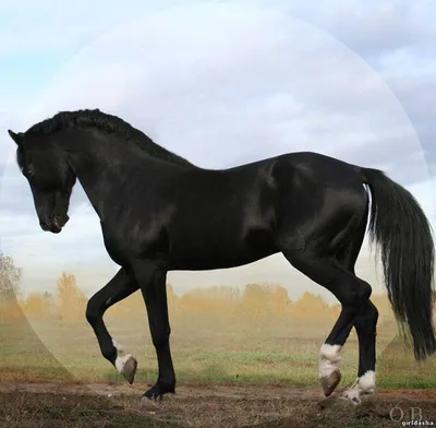 Вороная лошадь | Выездка лошадей, Черные лошади, Фотографии лошадей