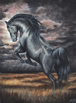 красивейшие черные лошади 2 Стоковое Фото - изображение насчитывающей  больш, лужок: 22564246