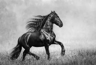 Черная лошадь: разведение, содержание, питание и особенности лошадей  черного цвета