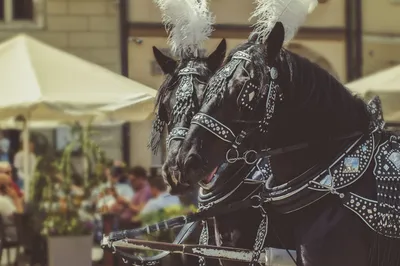 Majestic | Любовь лошадей, Черные лошади, Красивые лошади