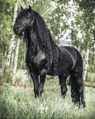 Красивые чёрные лошади бегут по …» — создано в Шедевруме