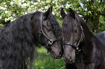 черные лошади стоковое фото. изображение насчитывающей жеребец - 3706436