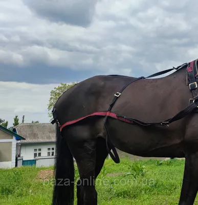 Чомбур, чумбур для лошади, размер L, 3 м, черный - купить с доставкой по  выгодным ценам в интернет-магазине OZON (974796891)