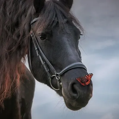 Exercice de Style | Черные лошади, Фризская лошадь, Красивые лошади